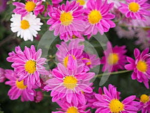 SunshineÃ¢â¬â¢s on a bright pink and white Chrysanthemum flowers